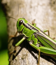 树干上的绿色蝗虫特写2150#横屏 