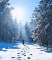 冬日森林雪景阳光照射画面6325#横屏 