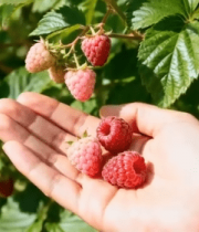 手捧树莓近景画面12696#横屏 