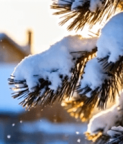 冬日积雪覆盖的松树枝特写11349#横屏 