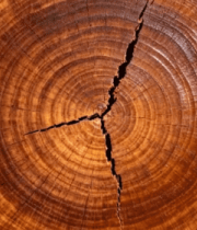 树干横截面年轮特写8457#横屏 