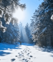 	 冬日森林雪景阳光照射画面6325#横屏 