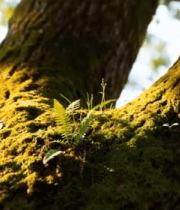 树干上的苔藓与蕨类植物7350#横屏 