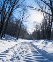 冬日森林雪地足迹景象6455#横屏 