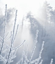 冬日森林雾凇阳光景象9265#横屏 