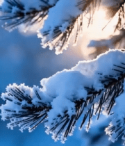 枝特写(1)11414#横屏 