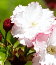 盛开的樱花特写4027#横屏 