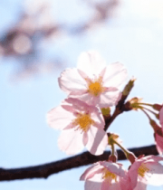 盛开的樱花特写画面7124#横屏 