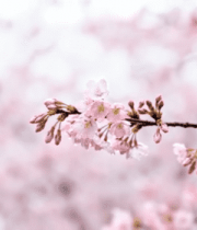 盛开的粉色樱花枝条12938#横屏 