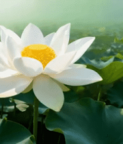 盛开的荷花与荷叶特写(1)13063#横屏 