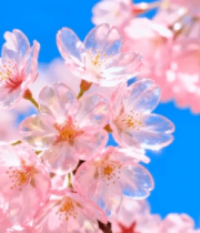 盛开的粉色樱花特写(2)1399#横屏 