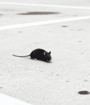 地面上的老鼠7495#横屏 