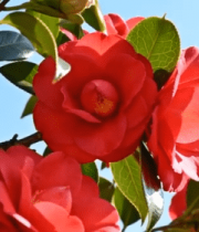 盛开的红色山茶花1154#横屏 