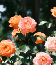 盛开的橙色粉色玫瑰花693#横屏 