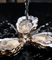 生蚝注水特写素材3496#横屏 