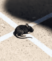 地面上的小老鼠特写4758#横屏 