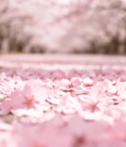 地面散落樱花花瓣景观3289#横屏 