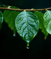 带雨滴的绿叶特写806#横屏 