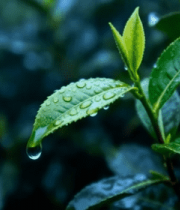 带水珠的鲜嫩茶树特写5939#横屏 