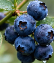 带水珠蓝莓特写素材12555#横屏 