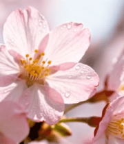 带水珠的粉色樱花特写12343#横屏 