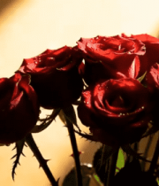 带水珠的红色玫瑰花束5563#横屏 