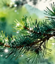 带水珠的松树枝特写素材9859#横屏 