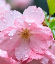 带水珠的盛开樱花12956#横屏 