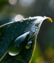 带水珠绿叶特写3157#横屏 