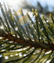 带水珠的松树枝特写(1)11052#横屏 