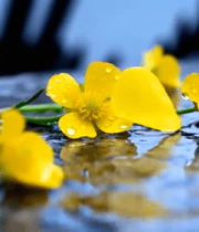 带水珠黄色小花特写3792#横屏 