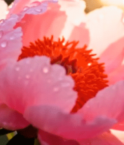 带水珠的粉色芍药特写1239#横屏 