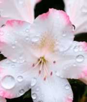 带水珠的粉色花朵特写素材2043#横屏 