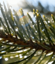 带水珠的松树枝特写(1)11052#横屏 