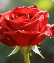 带水珠的红色玫瑰特写4966#横屏 
