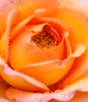 带水珠的粉色玫瑰花特写12879#横屏 