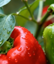 带水珠的红绿辣椒特写5725#横屏 