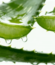 带水珠的芦荟叶片特写1534#横屏 