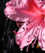 带水珠的粉色花朵特写3363#横屏 