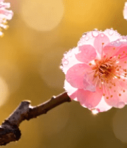 带水珠的粉色梅花特写4582#横屏 