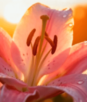 带露珠的粉色百合花特写7941#横屏 