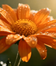 带水珠的橙色菊花特写 ()6615#横屏 