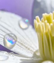 带水珠的白色花朵特写8797#横屏 