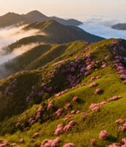 山间云海与盛开的粉色花朵6534#横屏 