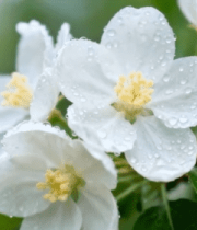 带水珠的白色花朵特写(3)14615#横屏 