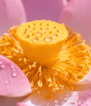 带水珠的粉色荷花特写3019#横屏 