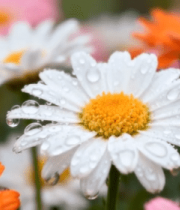 带水珠的多彩雏菊特写10902#横屏 