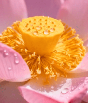 	 带水珠的粉色荷花特写3019#横屏 