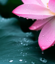 带水珠的粉色荷花荷叶特写14089#横屏 