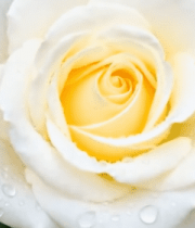 带水珠的白色玫瑰花特写7559#横屏 